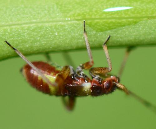Closterotomus fulvomaculatus